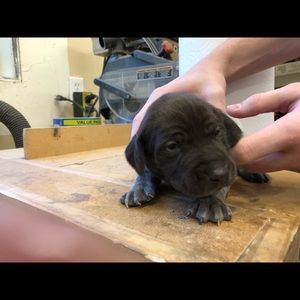 Meet your Posher, Paula